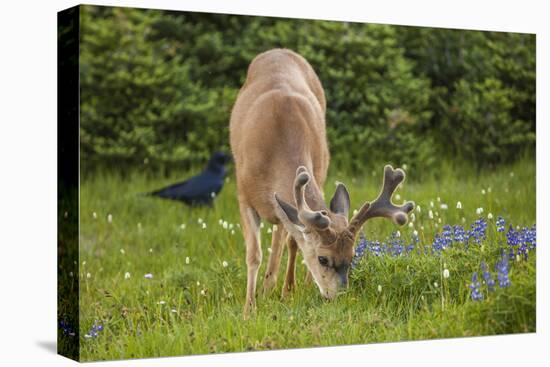 Olympic National Park, Hurricane Ridge. Black Tail Buck and Raven in the Meadow-Michael Qualls-Stretched Canvas
