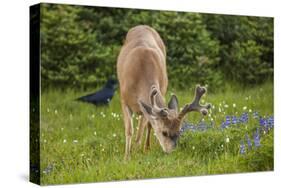 Olympic National Park, Hurricane Ridge. Black Tail Buck and Raven in the Meadow-Michael Qualls-Stretched Canvas