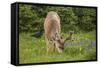 Olympic National Park, Hurricane Ridge. Black Tail Buck and Raven in the Meadow-Michael Qualls-Framed Stretched Canvas