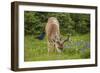 Olympic National Park, Hurricane Ridge. Black Tail Buck and Raven in the Meadow-Michael Qualls-Framed Photographic Print