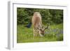 Olympic National Park, Hurricane Ridge. Black Tail Buck and Raven in the Meadow-Michael Qualls-Framed Photographic Print