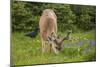 Olympic National Park, Hurricane Ridge. Black Tail Buck and Raven in the Meadow-Michael Qualls-Mounted Photographic Print