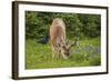 Olympic National Park, Hurricane Ridge. Black Tail Buck and Raven in the Meadow-Michael Qualls-Framed Photographic Print