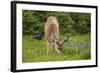 Olympic National Park, Hurricane Ridge. Black Tail Buck and Raven in the Meadow-Michael Qualls-Framed Photographic Print