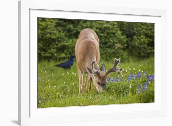 Olympic National Park, Hurricane Ridge. Black Tail Buck and Raven in the Meadow-Michael Qualls-Framed Photographic Print