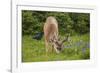 Olympic National Park, Hurricane Ridge. Black Tail Buck and Raven in the Meadow-Michael Qualls-Framed Photographic Print