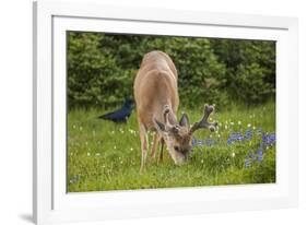 Olympic National Park, Hurricane Ridge. Black Tail Buck and Raven in the Meadow-Michael Qualls-Framed Photographic Print