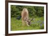 Olympic National Park, Hurricane Ridge. Black Tail Buck and Raven in the Meadow-Michael Qualls-Framed Photographic Print