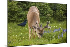 Olympic National Park, Hurricane Ridge. Black Tail Buck and Raven in the Meadow-Michael Qualls-Mounted Photographic Print