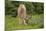 Olympic National Park, Hurricane Ridge. Black Tail Buck and Raven in the Meadow-Michael Qualls-Mounted Photographic Print