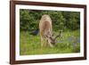 Olympic National Park, Hurricane Ridge. Black Tail Buck and Raven in the Meadow-Michael Qualls-Framed Photographic Print