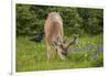 Olympic National Park, Hurricane Ridge. Black Tail Buck and Raven in the Meadow-Michael Qualls-Framed Photographic Print