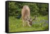 Olympic National Park, Hurricane Ridge. Black Tail Buck and Raven in the Meadow-Michael Qualls-Framed Stretched Canvas