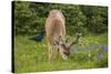 Olympic National Park, Hurricane Ridge. Black Tail Buck and Raven in the Meadow-Michael Qualls-Stretched Canvas