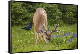 Olympic National Park, Hurricane Ridge. Black Tail Buck and Raven in the Meadow-Michael Qualls-Framed Stretched Canvas