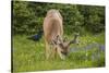 Olympic National Park, Hurricane Ridge. Black Tail Buck and Raven in the Meadow-Michael Qualls-Stretched Canvas