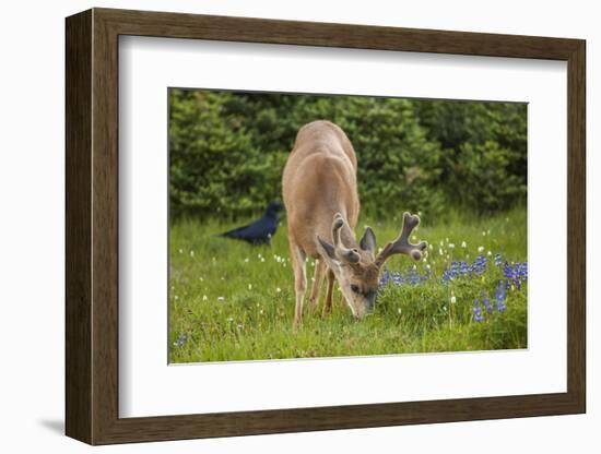 Olympic National Park, Hurricane Ridge. Black Tail Buck and Raven in the Meadow-Michael Qualls-Framed Photographic Print