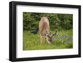 Olympic National Park, Hurricane Ridge. Black Tail Buck and Raven in the Meadow-Michael Qualls-Framed Photographic Print