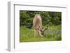 Olympic National Park, Hurricane Ridge. Black Tail Buck and Raven in the Meadow-Michael Qualls-Framed Photographic Print