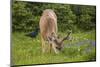 Olympic National Park, Hurricane Ridge. Black Tail Buck and Raven in the Meadow-Michael Qualls-Mounted Photographic Print