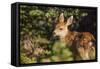 Olympic National Park, Hurricane Ridge. Black Tail Deer Fawn, Cirque Rim Loop-Michael Qualls-Framed Stretched Canvas