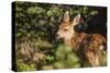 Olympic National Park, Hurricane Ridge. Black Tail Deer Fawn, Cirque Rim Loop-Michael Qualls-Stretched Canvas