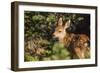 Olympic National Park, Hurricane Ridge. Black Tail Deer Fawn, Cirque Rim Loop-Michael Qualls-Framed Photographic Print