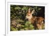 Olympic National Park, Hurricane Ridge. Black Tail Deer Fawn, Cirque Rim Loop-Michael Qualls-Framed Photographic Print