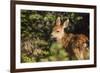 Olympic National Park, Hurricane Ridge. Black Tail Deer Fawn, Cirque Rim Loop-Michael Qualls-Framed Photographic Print