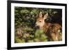 Olympic National Park, Hurricane Ridge. Black Tail Deer Fawn, Cirque Rim Loop-Michael Qualls-Framed Photographic Print