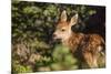 Olympic National Park, Hurricane Ridge. Black Tail Deer Fawn, Cirque Rim Loop-Michael Qualls-Mounted Photographic Print