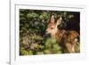 Olympic National Park, Hurricane Ridge. Black Tail Deer Fawn, Cirque Rim Loop-Michael Qualls-Framed Photographic Print