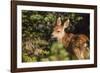 Olympic National Park, Hurricane Ridge. Black Tail Deer Fawn, Cirque Rim Loop-Michael Qualls-Framed Photographic Print