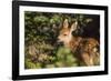 Olympic National Park, Hurricane Ridge. Black Tail Deer Fawn, Cirque Rim Loop-Michael Qualls-Framed Photographic Print