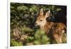 Olympic National Park, Hurricane Ridge. Black Tail Deer Fawn, Cirque Rim Loop-Michael Qualls-Framed Photographic Print