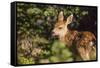 Olympic National Park, Hurricane Ridge. Black Tail Deer Fawn, Cirque Rim Loop-Michael Qualls-Framed Stretched Canvas