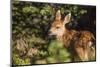 Olympic National Park, Hurricane Ridge. Black Tail Deer Fawn, Cirque Rim Loop-Michael Qualls-Mounted Photographic Print