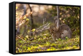 Olympic National Park, Hurricane Ridge. Snowshoe Hare, Cirque Rim Nature Loop-Michael Qualls-Framed Stretched Canvas