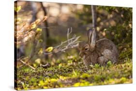 Olympic National Park, Hurricane Ridge. Snowshoe Hare, Cirque Rim Nature Loop-Michael Qualls-Stretched Canvas