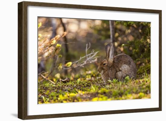 Olympic National Park, Hurricane Ridge. Snowshoe Hare, Cirque Rim Nature Loop-Michael Qualls-Framed Photographic Print