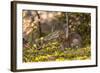 Olympic National Park, Hurricane Ridge. Snowshoe Hare, Cirque Rim Nature Loop-Michael Qualls-Framed Photographic Print