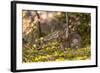 Olympic National Park, Hurricane Ridge. Snowshoe Hare, Cirque Rim Nature Loop-Michael Qualls-Framed Photographic Print