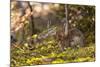 Olympic National Park, Hurricane Ridge. Snowshoe Hare, Cirque Rim Nature Loop-Michael Qualls-Mounted Photographic Print