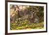 Olympic National Park, Hurricane Ridge. Snowshoe Hare, Cirque Rim Nature Loop-Michael Qualls-Framed Photographic Print