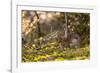 Olympic National Park, Hurricane Ridge. Snowshoe Hare, Cirque Rim Nature Loop-Michael Qualls-Framed Photographic Print