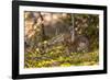 Olympic National Park, Hurricane Ridge. Snowshoe Hare, Cirque Rim Nature Loop-Michael Qualls-Framed Photographic Print