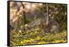 Olympic National Park, Hurricane Ridge. Snowshoe Hare, Cirque Rim Nature Loop-Michael Qualls-Framed Stretched Canvas