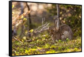 Olympic National Park, Hurricane Ridge. Snowshoe Hare, Cirque Rim Nature Loop-Michael Qualls-Framed Stretched Canvas