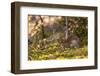 Olympic National Park, Hurricane Ridge. Snowshoe Hare, Cirque Rim Nature Loop-Michael Qualls-Framed Photographic Print