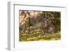 Olympic National Park, Hurricane Ridge. Snowshoe Hare, Cirque Rim Nature Loop-Michael Qualls-Framed Photographic Print